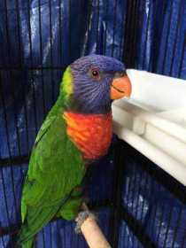 Lost Lory / Lorikeet