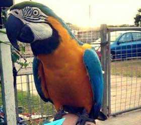 Lost Macaw