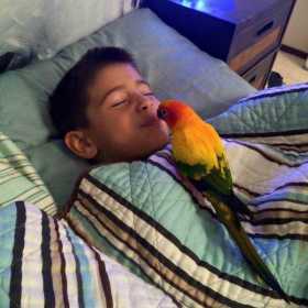 Lost Conure