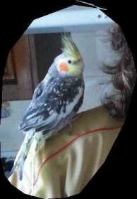 Lost Cockatiel