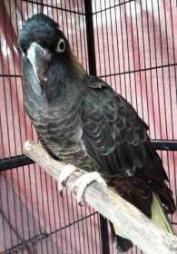 Lost Black Cockatoo
