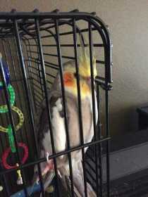 Lost Cockatiel