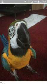 Lost Macaw