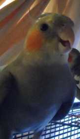 Lost Cockatiel