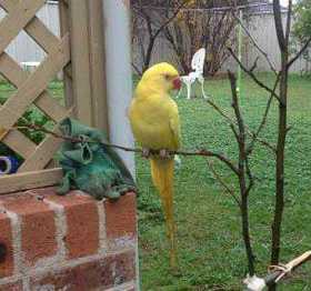 Lost Indian Ringneck Parakeet