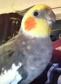Lost Cockatiel