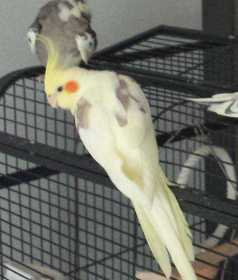 Lost Cockatiel