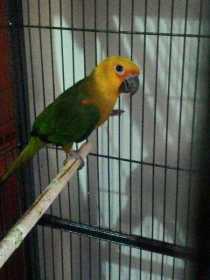 Lost Conure