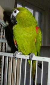 Lost Macaw