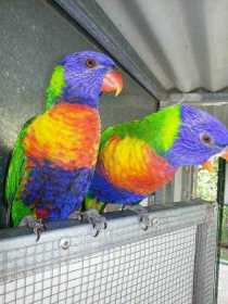 Lost Lory / Lorikeet