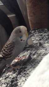 Lost Budgerigar