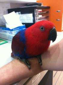 Lost Eclectus