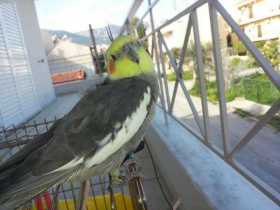 Lost Cockatiel