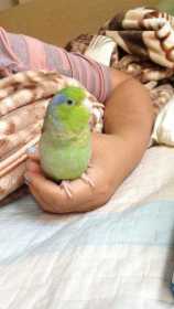 Lost Parrotlet