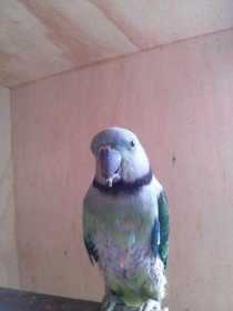 Lost Malabar Parakeet