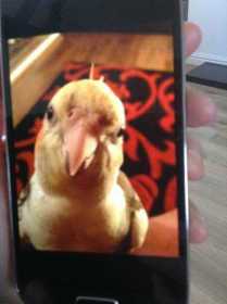 Lost Cockatiel