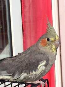 Lost Cockatiel