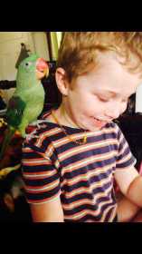 Lost Alexandrine