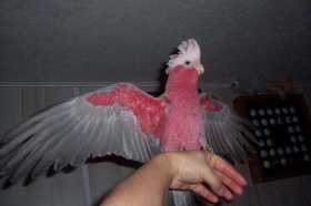 Lost Galah Cockatoo