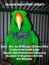 Lost Eclectus