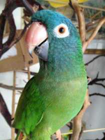 Lost Conure