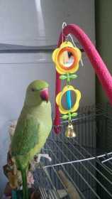 Lost Indian Ringneck Parakeet