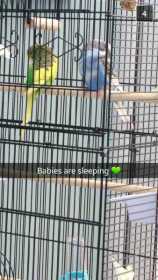Lost Budgerigar