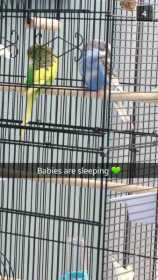 Lost Budgerigar