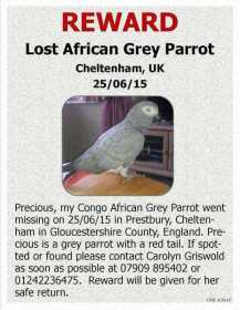 Lost African Grey