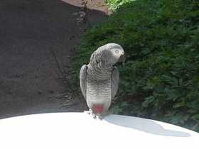 Lost African Grey