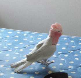 Lost Galah Cockatoo