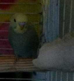 Lost Budgerigar