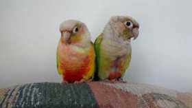 Lost Conure