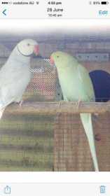 Lost Indian Ringneck Parakeet