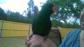 Lost Eclectus