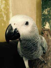 Lost African Grey