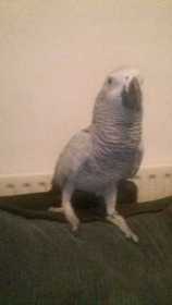 Lost African Grey