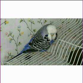 Lost Budgerigar