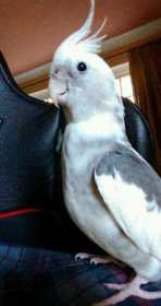 Lost Cockatiel