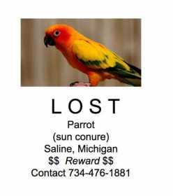 Lost Conure