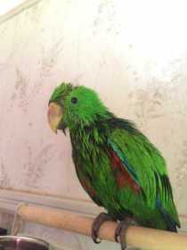 Lost Eclectus