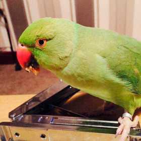 Lost Indian Ringneck Parakeet