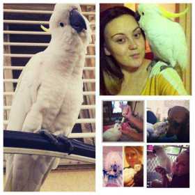 Lost Cockatoo