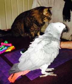 Lost African Grey