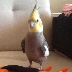 Lost Cockatiel