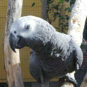 Lost African Grey