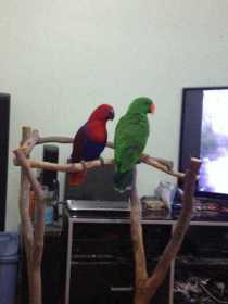 Lost Eclectus