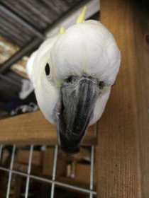 Lost Cockatoo