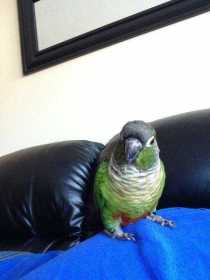 Lost Conure