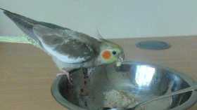Lost Cockatiel